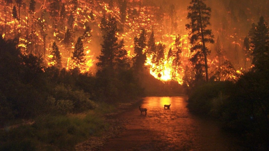 ΗΠΑ - Δασικές πυρκαγιές